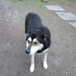 Pets of the wk 6 20 angie_d