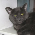 Pets of the wk 6 20 minnie_c