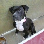 WCHS babygirl_d 8 18