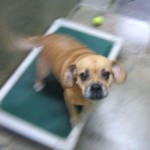 WCHS annabelle_d 9 28