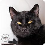 WCHS 12 27blackjack_c